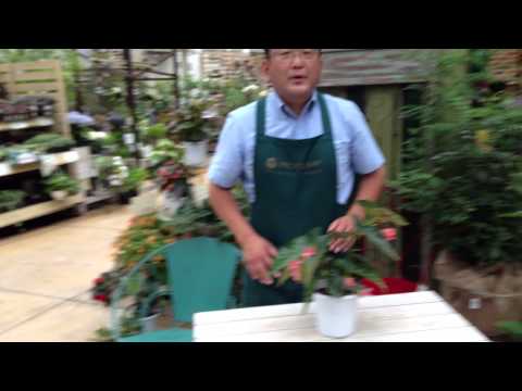 マクラータベゴニアの管理方法は？緑の親指を持っていない人にとって理想的な植物です。  庭園