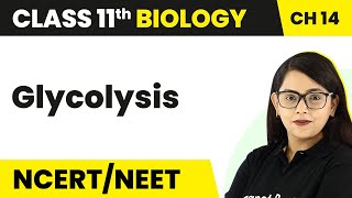 Class 11 Biology Chapter 14 | Glycolysis - Respiration in Plants