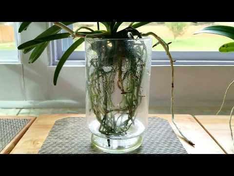 Vanda Day Video...how I care for my vandas.