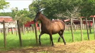 YEGUAS PURA RAZA ESPAÑOLA EMPERATRIZ, GALICIA E IBERICA