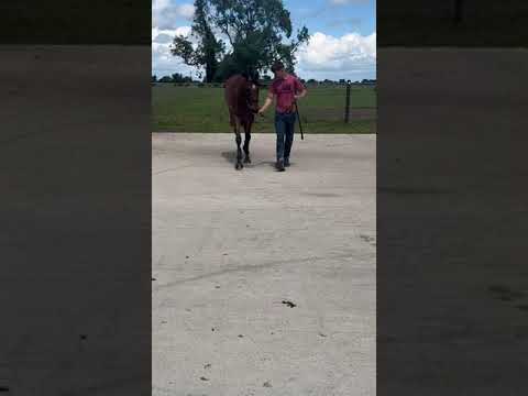 Video 2