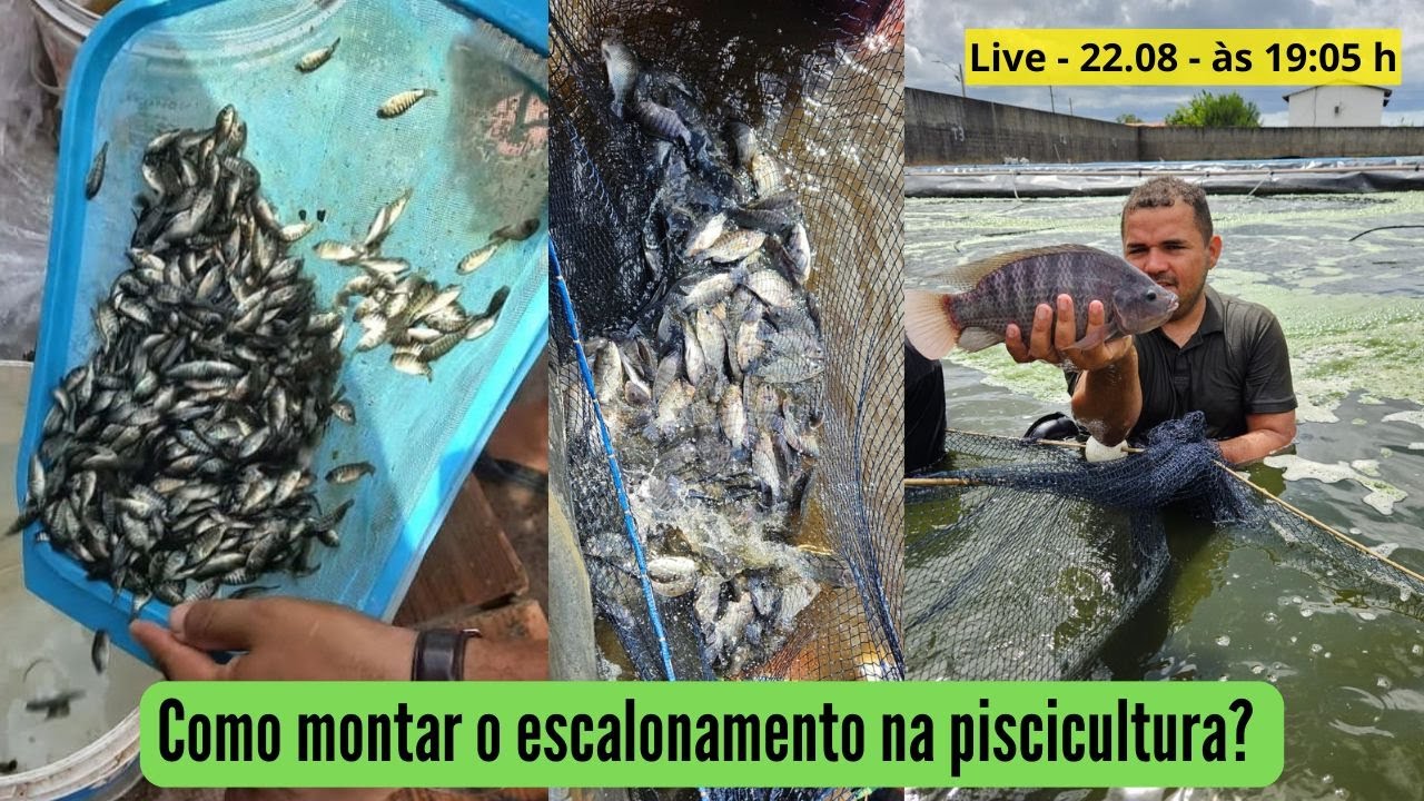 Live - Como montar o escalonamento na piscicultura?