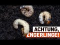 Engerlinge im Blumenkübel: Praktische Lösungen gegen Larven-Befall