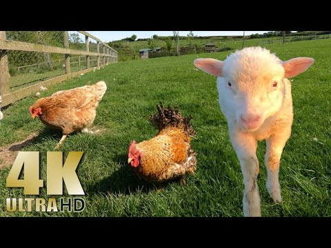 Relax on the Farm - Nature Relaxation Video