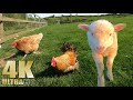 Relax On The Farm Nature Relaxation Video