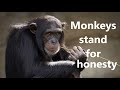Simon Garfunkel At The Zoo With Lyrics