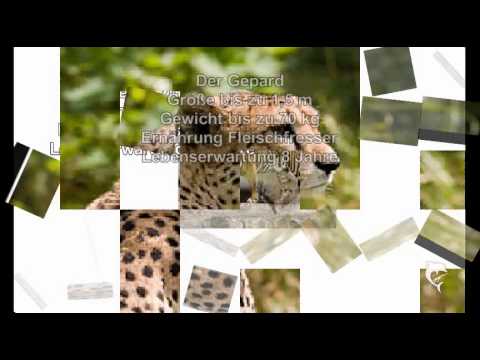 Bedrohte Tierarten Weltweit