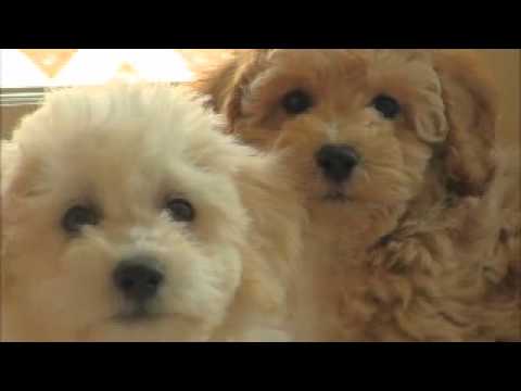 download lagu mp3 mp4 Bichon Poo Breeders Ontario, download lagu Bichon Poo Breeders Ontario gratis, unduh video klip Bichon Poo Breeders Ontario