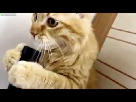Funny animal videos - Cat and Hoover