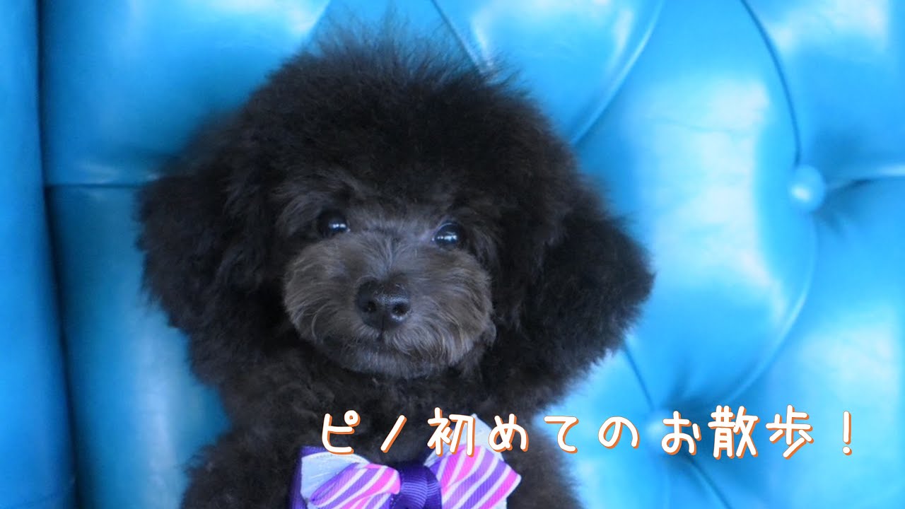 《ピノ初めての散歩》#トイプードル生活#宇野昌磨#宇野樹#Uno1ワンチャンネル#フィギュアスケート
