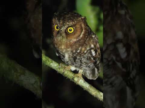 Bearded Screech-Owl — short