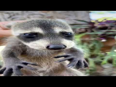 Baby Raccoon, but its mem