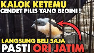 Download lagu THE BEST WAY TO IDENTIFY MALE/FEMALE CENDET PILIS FROM JATIM‼️ mp3
