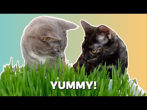 How to Grow Cat Grass from Seed!