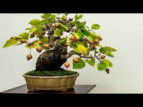 After watching their bonsai, I want to kill my bonsai part 19