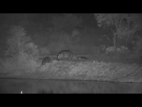 Djuma: Three Hippos coming from other side of dam wall to the dam - 02:31 - 10/02/2023