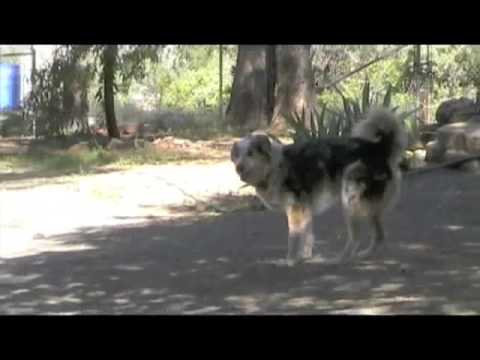 Lily Norcal Aussie Rescue