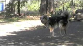 Lily NorCal Aussie Rescue