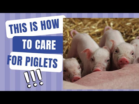 , title : 'how to care for piglets | handling newborn piglets | management of piglets from birth to weaning'