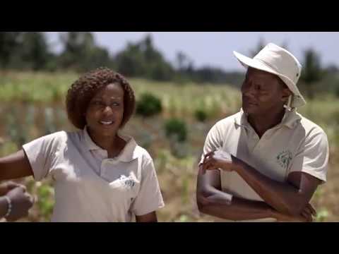 Shamba Shape Up Sn 9 - Ep 11: Green Maize, Agricultural Insurance, Bag Gardens (English)