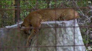 2016 04 08 Thor's funny sleeping position