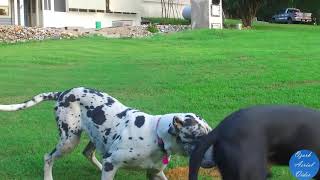 Video preview image #7 Great Dane Puppy For Sale in YELLVILLE, AR, USA
