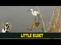 LITTLE EGRET Nature Israel