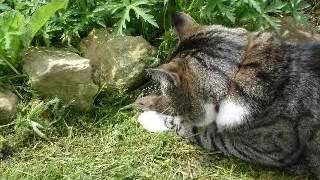 I Don't Want To Play In Your Yard