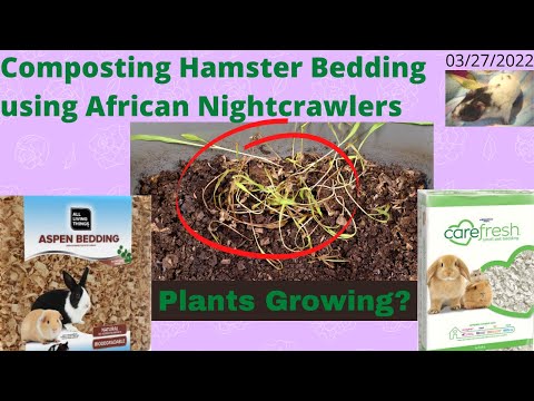 Compost Hamster Bedding with ANCs - What is Growing!! 03/27/2022