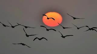 Yo te quiero libre / Silvio Rodríguez - 1.984