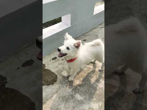 #dog #puppy #viral #ytshorts #pets