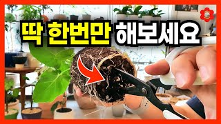 [노하우] 식물 잘 키우고 싶다면 '이렇게' 꼭 해보세요