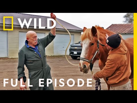 Is Dr Pol Ending
