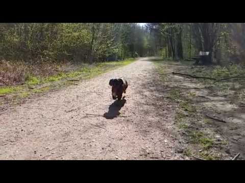 A day in the woods with Jet from the woezik 1