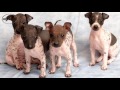 Terrier Americano Sin Pelo - Terrier Americano sin Pelo (American Hairless Terrier) - Raza de Perro
