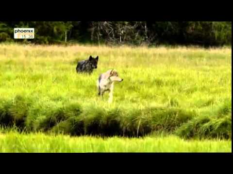 Adventure X - Auf der Spur der Küstenwölfe Teil 2