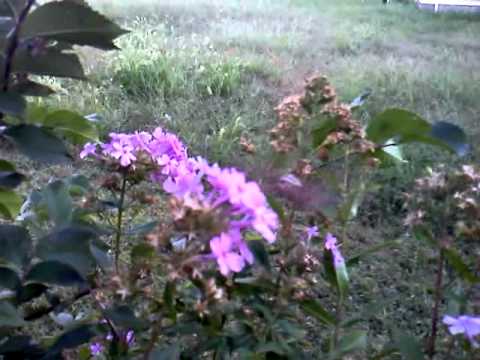 Flight of the Sphinx Moth