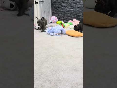 Video 3