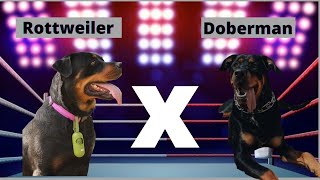 Rottweiler x Doberman Comparação entre raças