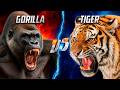 Tiger VS Gorilla