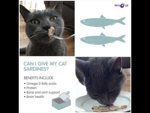 Can My Cat Eat Sardines?