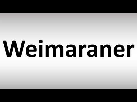 How to Pronounce Weimaraner