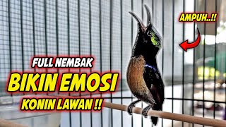 Download lagu PANCINGAN KOLIBRI NINJA GACOR FULL ISIAN TONJOLAN JANGKRIK !! MASTERAN KONIN BAHAN TEMBAKAN MEWAH mp3 Download lagu PANCINGAN KOLIBRI NINJA GACOR FULL ISIAN TONJOLAN JANGKRIK !! MASTERAN KONIN BAHAN TEMBAKAN MEWAH mp3