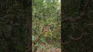 Download lagu A baby monkey walks on bla bla bla... #shorts #short #shortvideo #trending #viral #youtubeshorts mp3