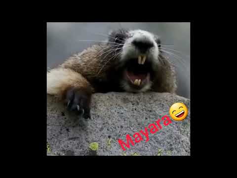 marmota chamando voz de mayara