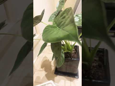 滴水觀音風水