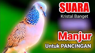 Download lagu TEKUKUR GACOR SUARA MERDU - RESPON CEPAT ( LANGSUNG NYAUT ) mp3