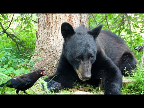 Dog TV • Cat TV - A Bold Bear, Baby Crows & Bossy Squirrels 🐻 Wildlife Watch for Pets & People