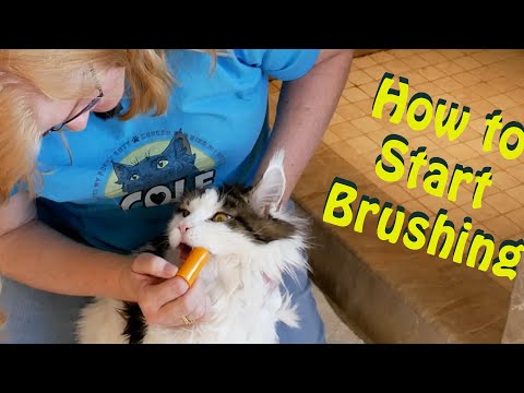 ***EASY*** STEPS TO BRUSHING YOUR CAT'S TEETH!