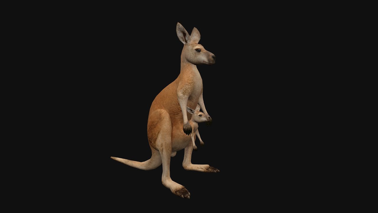 Animated kangaroo with baby 3D Model